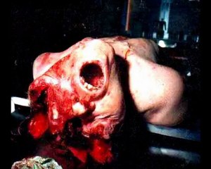 Night calls by birds of dawn