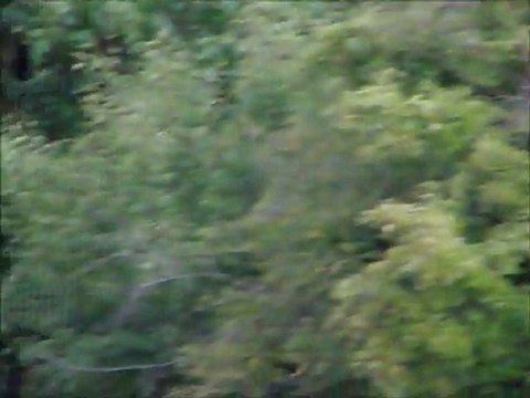 Szarvasbikák / Red deer stags / Cerfs Cerf élaphe / Cervus elaphus