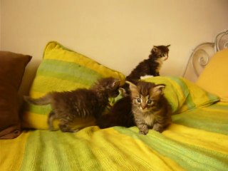 portée chatons norvegiens