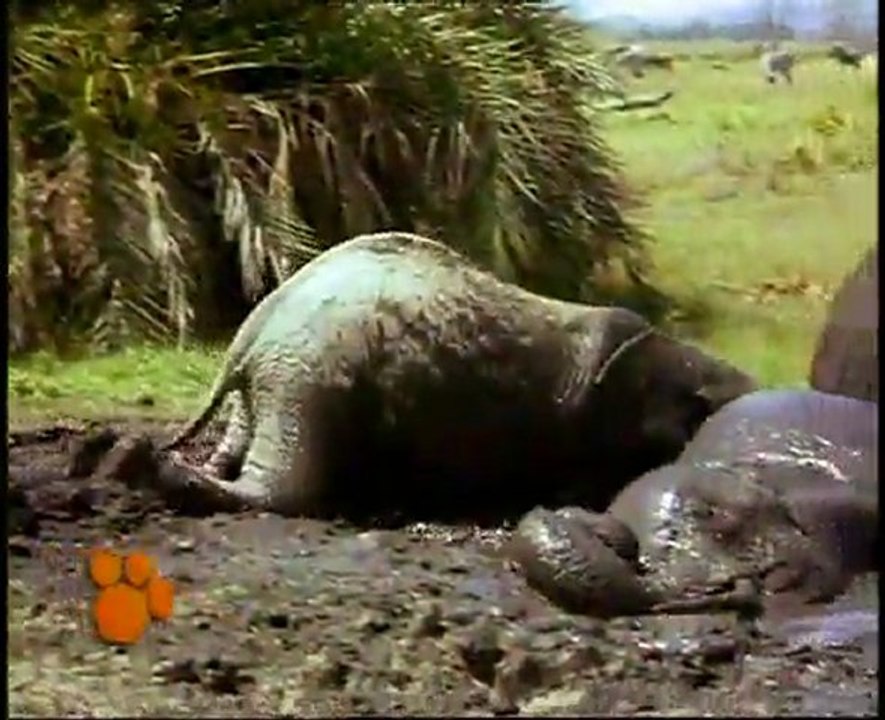 Los Elefantes (El Maravilloso Mundo de los Animales de Disney)