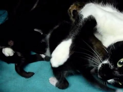 Colombie: un bébé chat-tigre adopté par une chatte