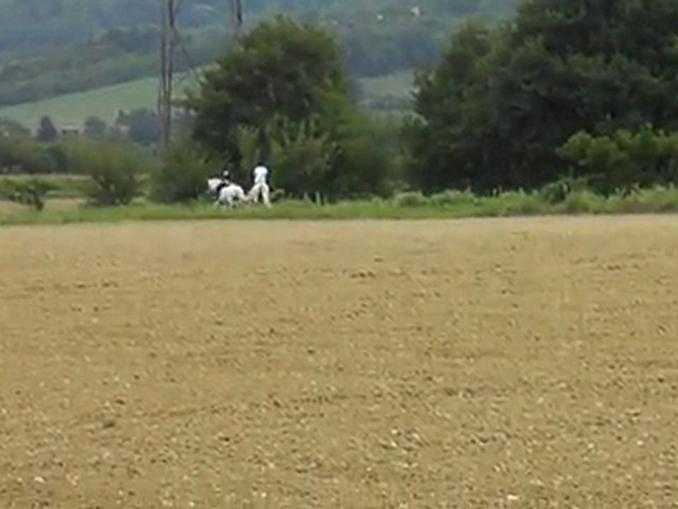 Galop dans les champs (: