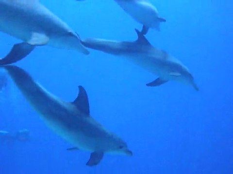 Dauphins lors d'une plongée en Mer Rouge (Egypte) sur le site du Salem Express le 11 Juin 2011