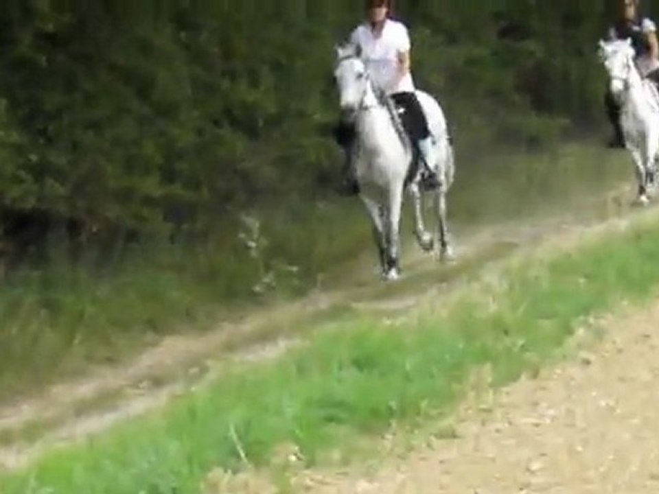 Galop dans une prairie (: