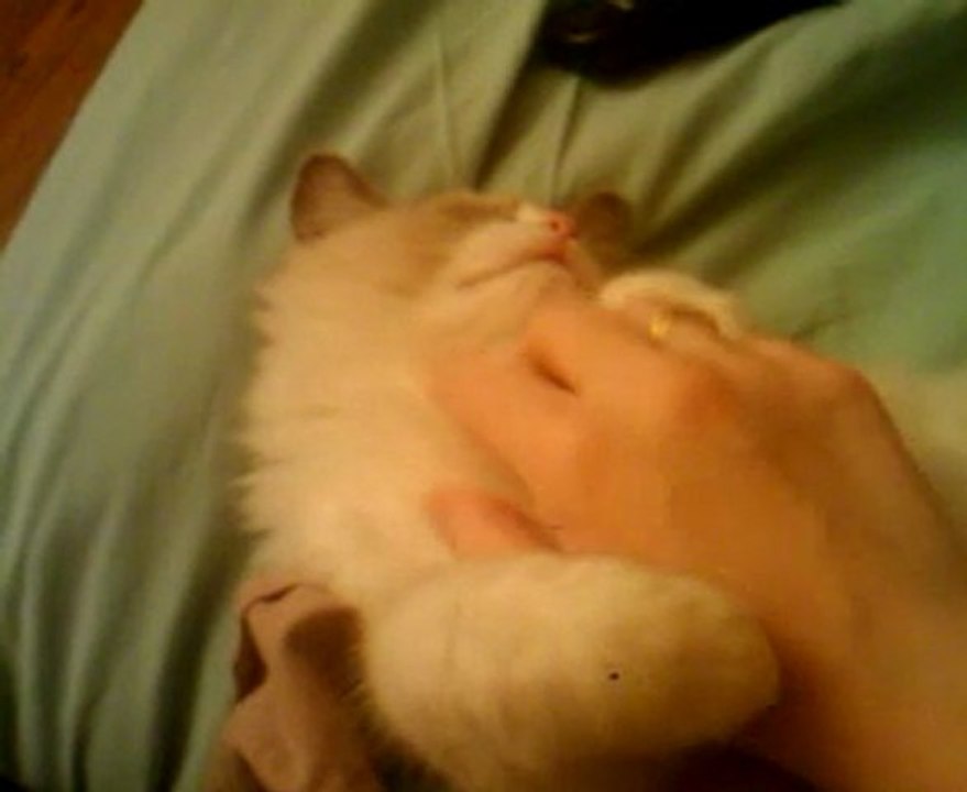 guapo des kittens dolls