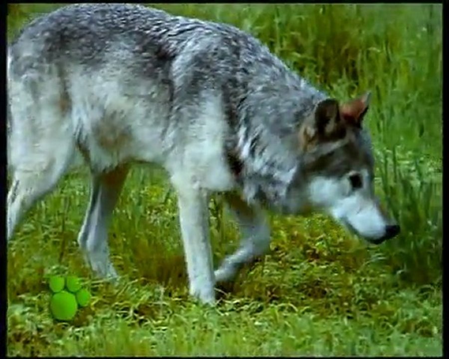 Los Lobos (El Maravilloso Mundo de los Animales de Disney)