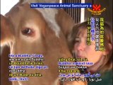 Veganpeace Animal Sanctuary: An Oasis for Farm Animals -P2/2