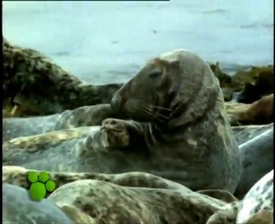 Las Focas (El Maravilloso Mundo de los Animales de Disney)