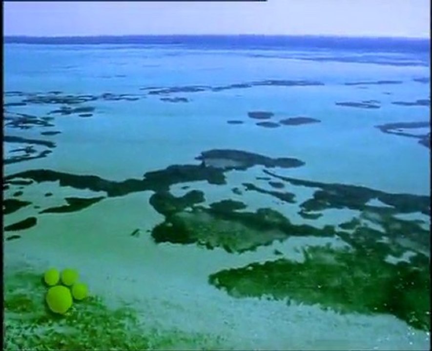 Los Delfines (El Maravilloso Mundo de los Animales de Disney)