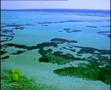 Los Delfines (El Maravilloso Mundo de los Animales de Disney)