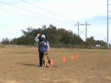 Dogs in Miami - Dog Training - ADVANCED OBEDIENCE DEMONSTRATION