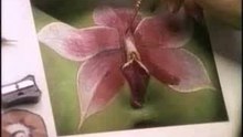 Vagina or butterfly?