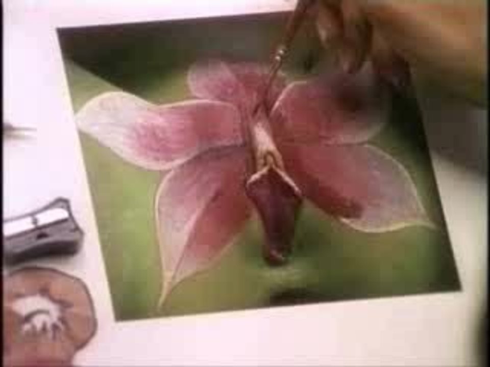 Vagina or butterfly?