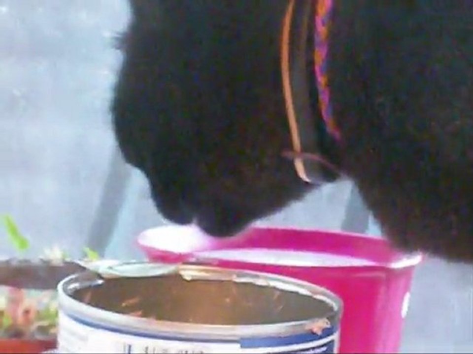 CACHOU BOIT UN COUP