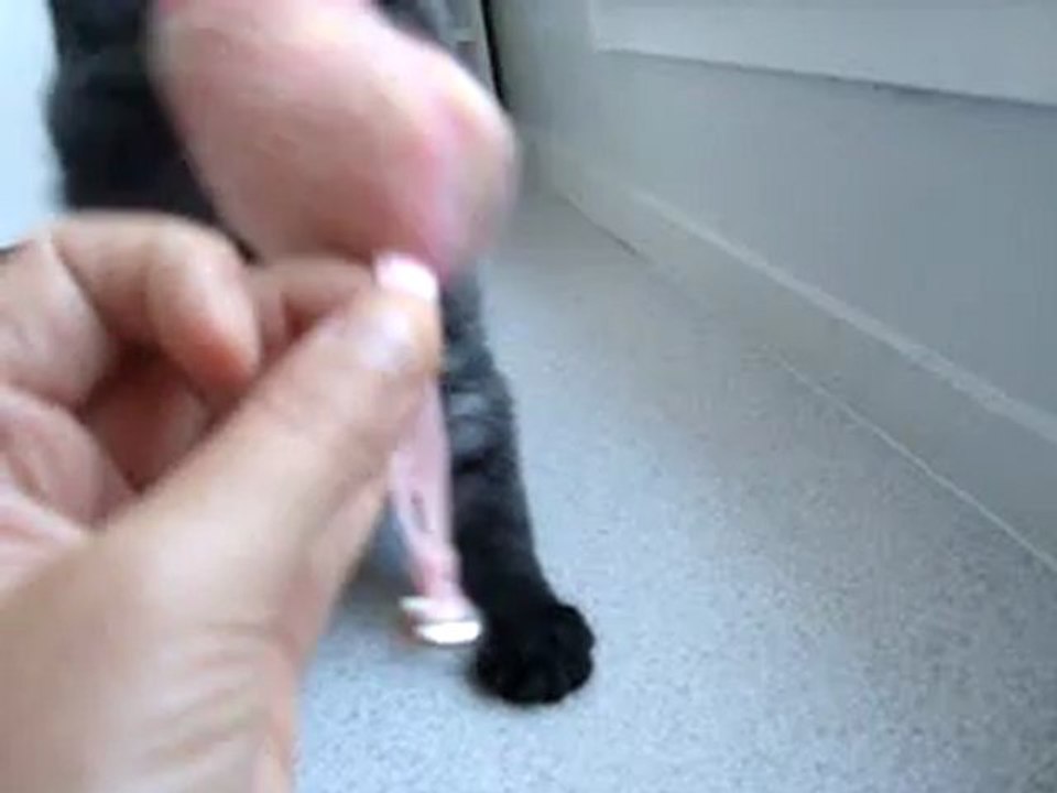 Gomette avec sa souris