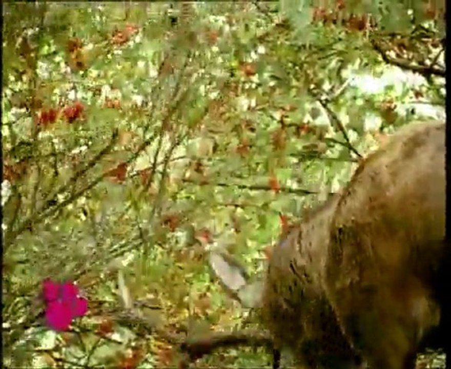 Los Ciervos (El Maravilloso Mundo de los Animales de Disney)