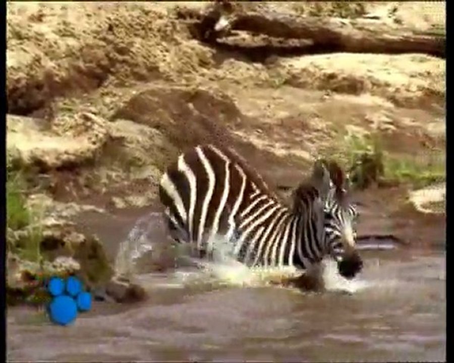 Los Cocodrilos (El Maravilloso Mundo de los Animales de Disney)