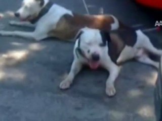 SAHİLDE ''PİTBULL'' PANİĞİ