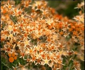 Las Abejas (El Maravilloso Mundo de los Animales de Disney)