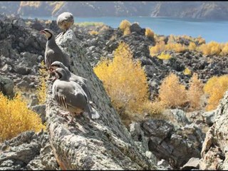 YouTube - KEKLİK RESİTALİ KEW KEW KURDİ