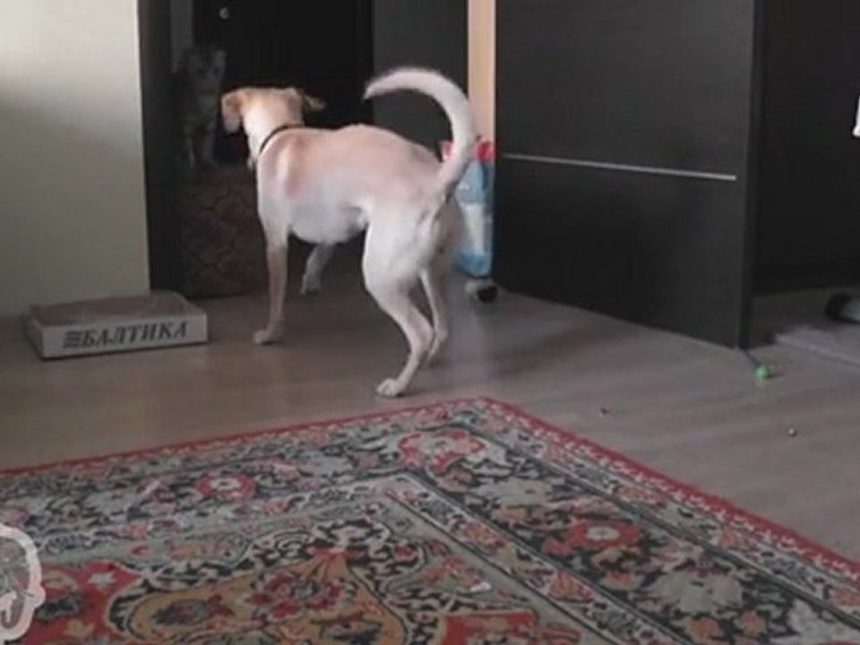Un chien et un chat joue