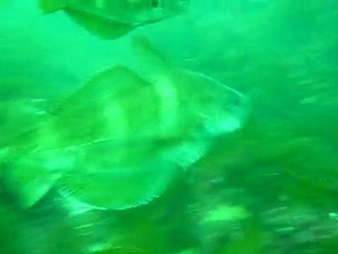 plongée st cast le guildo