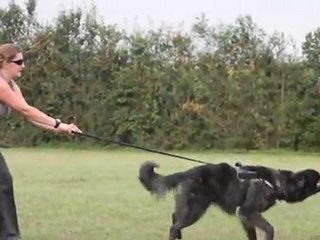 jackpot du bois des mures mordant, training day 2011