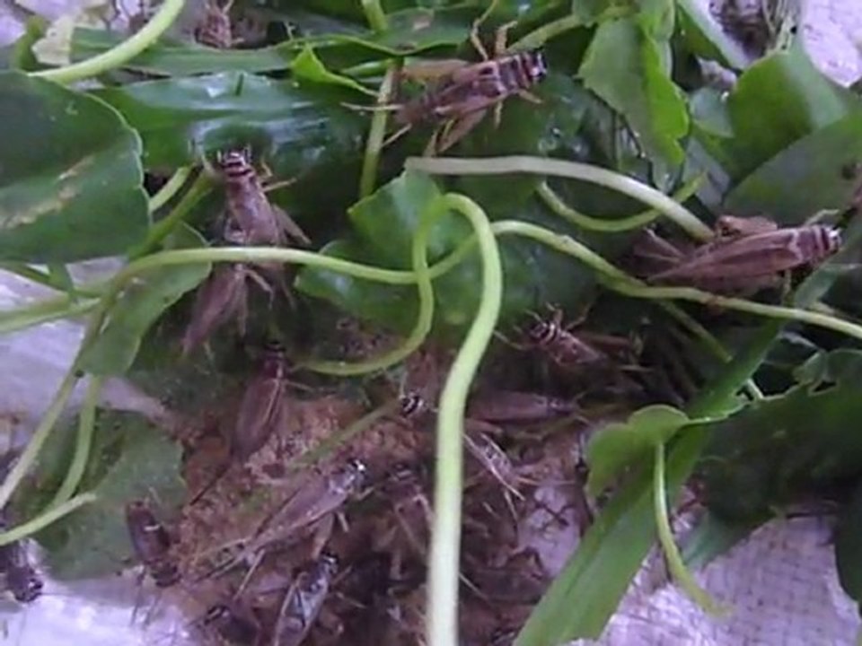 Proteinreiche Insekten im Kampf gegen den Hunger in Laos