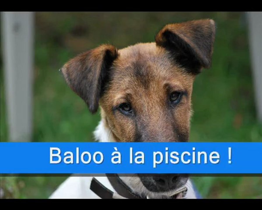Baloo à la piscine !