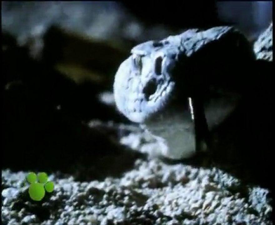 Las Serpientes (El Maravilloso Mundo de los Animales de Disney)