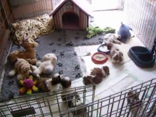 les bébés de chang tzi et bal tai a s et 1 semaine dans le parc plus grand