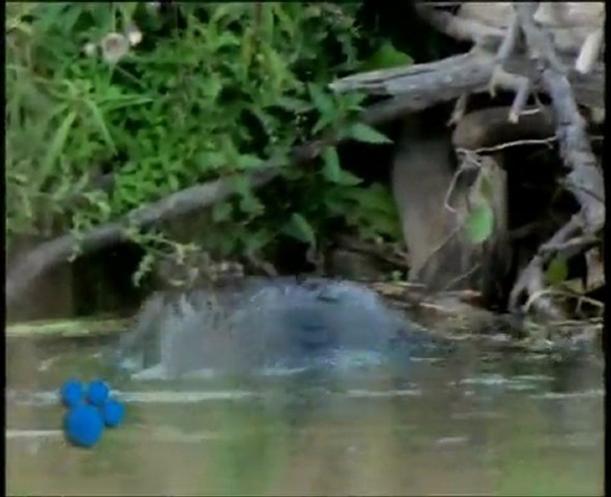 Los Castores (El Maravilloso Mundo de los Animales de Disney)