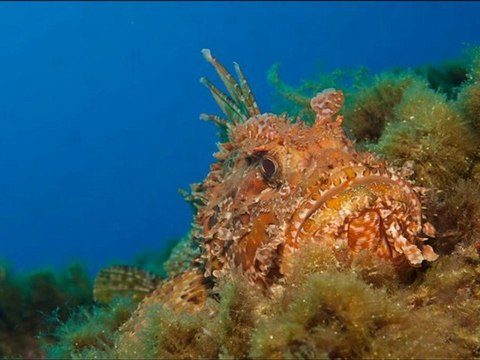 Cala Pola (Costa Brava) juillet 2011