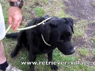 Utiliser une laisse lasso