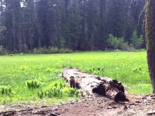 PEtit ours à Sequoia