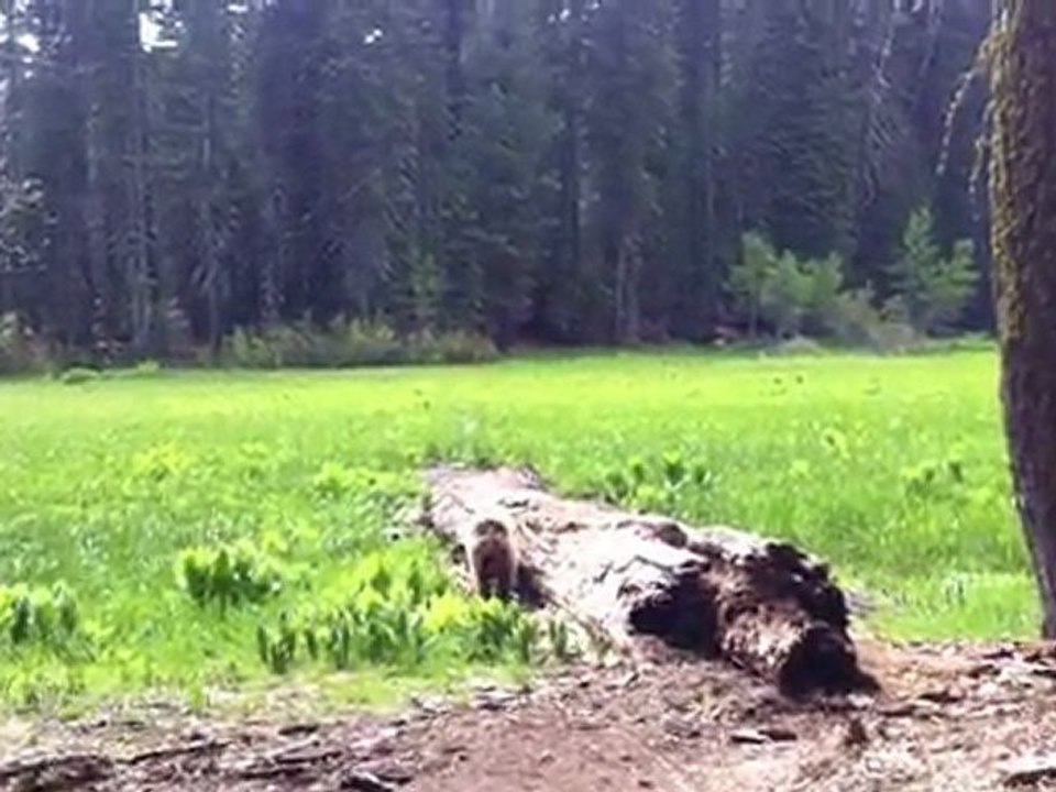 PEtit ours à Sequoia