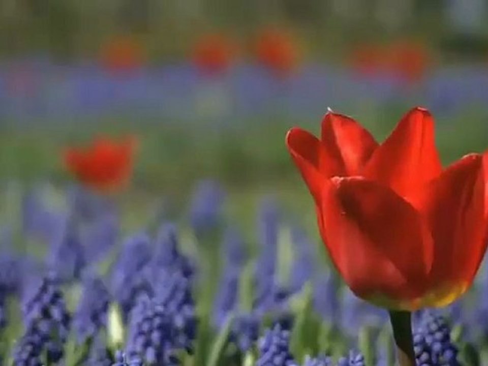 Chillout - The Beauty Of Flowers