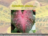 Colorful Tropical Foliage Plants – Croton Plants and Caladium Plants