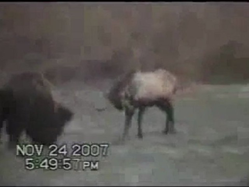 Bison Vs cerf
