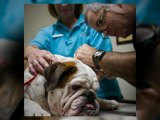 Animal Medical Clinic, Fayetteville AR | Veterinary Services
