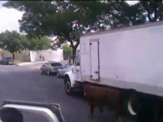 Escaped Cow, Jamaica, Queens, 8-11-11