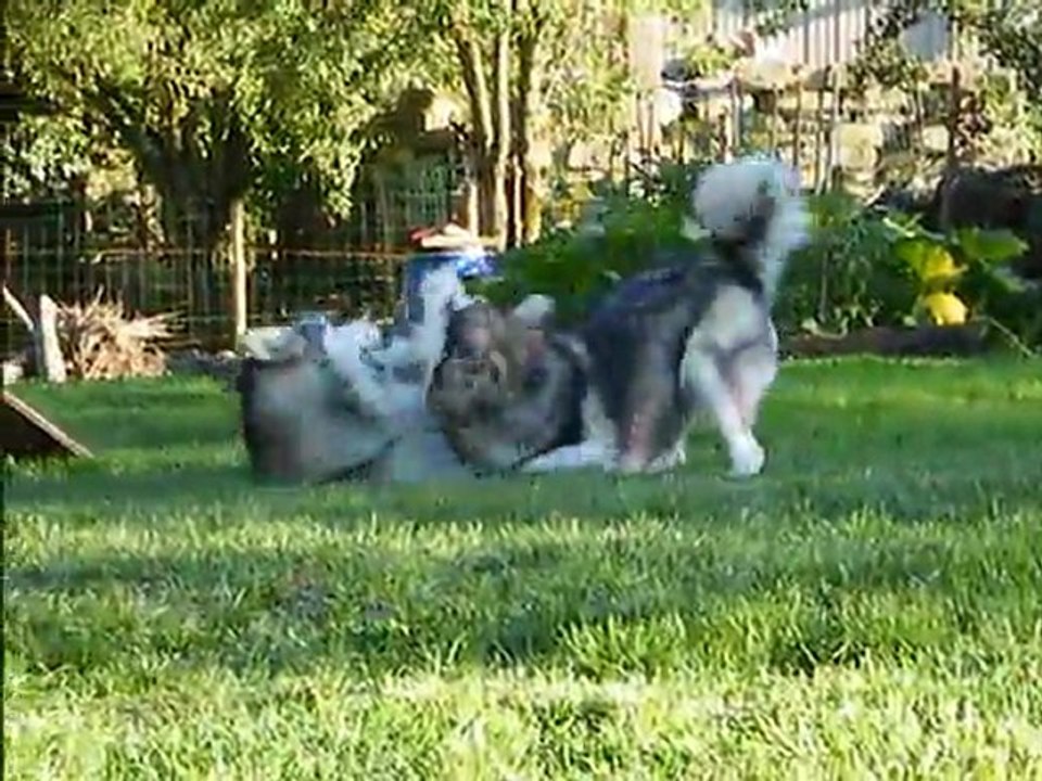 calin de malamute