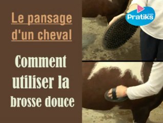 Equitation - Comment utiliser une brosse douce ?