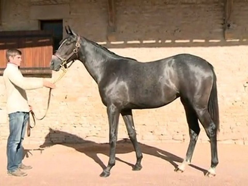 Lot 121 par AUTHORIZED et PONTE TRESA - Haras d'Ellon