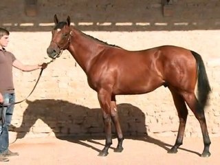 Lot 237 par ASTRONOMER ROYAL et CREME DE CUVE - Haras d'Ellon