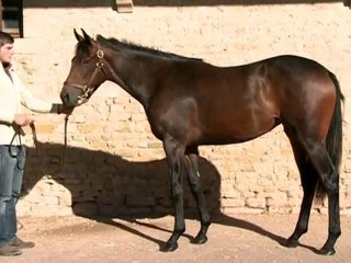 Lot 357 par HIGH CHAPARALL et PAREE - Haras d'Ellon