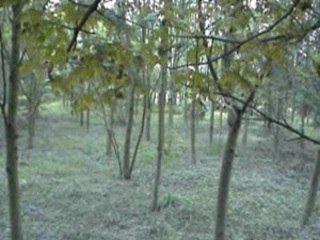 "Mes yeux sans les bleus" de Vikash D.