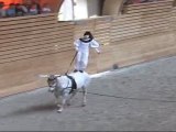 Spectacle équestre au haras : Couleurs d'étoiles