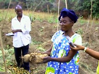 PRODER-NORD/FIDA: Introduction_Participative_des_Nouvelles_Variétés_d'Ignames_du Bénin-au_Congo_Brazzaville-3