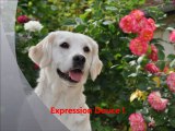 Labrador & Golden Retrievers Animation des Photos HD 1080